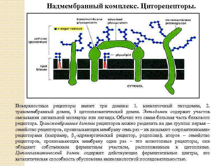 Надмембранный комплекс. Циторецепторы. Поверхностные рецепторы имеют три домена: 1. внеклеточный эктодомен, 2. трансмембранный домен,