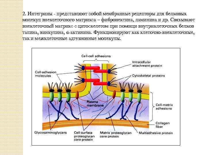 2. Интегрины - представляют собой мембранные рецепторы для белковых молекул внеклеточного матрикса – фибронектина,