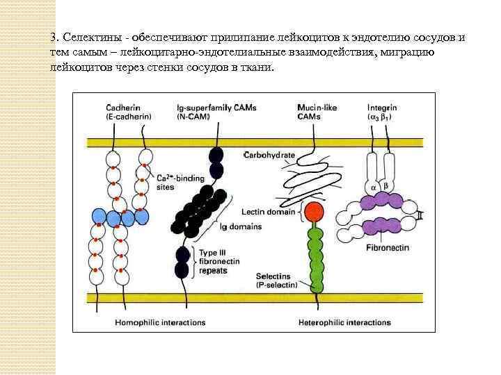 3. Селектины - обеспечивают прилипание лейкоцитов к эндотелию сосудов и тем самым – лейкоцитарно-эндотелиальные