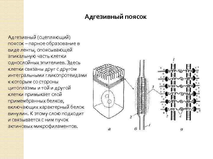 Адгезивный поясок Адгезивный (сцепляющий) поясок – парное образование в виде ленты, опоясывающей апикальную часть