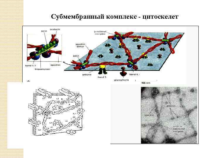 Субмембранный комплекс - цитоскелет 