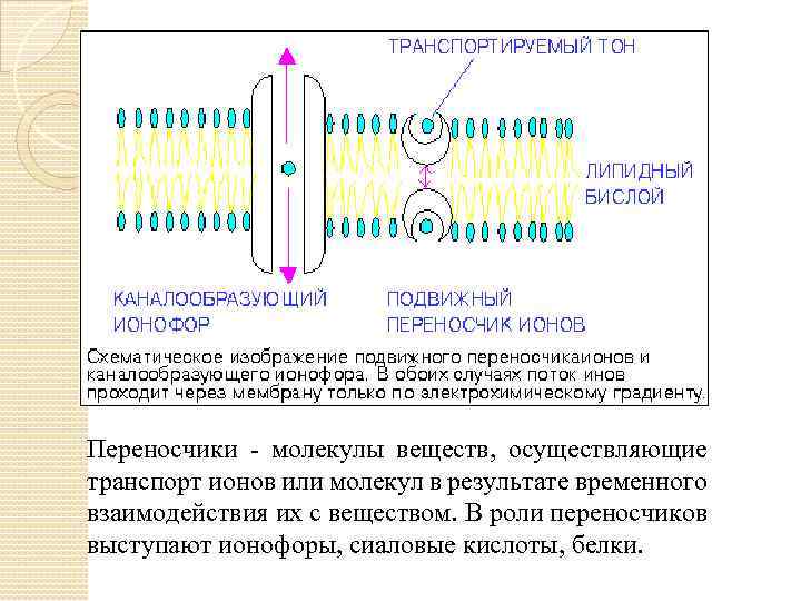 Переносчики ‑ молекулы веществ, осуществляющие транспорт ионов или молекул в результате временного взаимодействия их