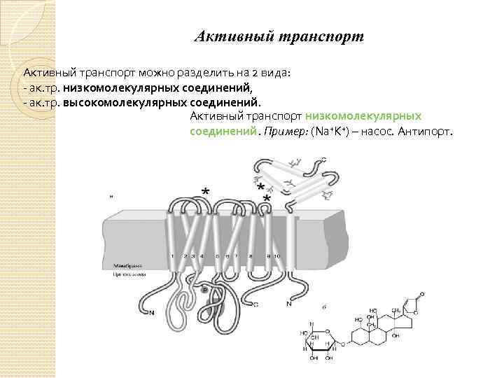 Активный транспорт можно разделить на 2 вида: - ак. тр. низкомолекулярных соединений, - ак.