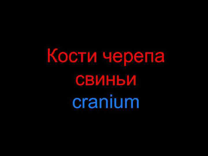 Кости черепа свиньи cranium 