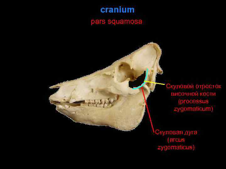 cranium pars squamosa Скуловой отросток височной кости (processus zygomaticum) Скуловая дуга (arcus zygomaticus) 