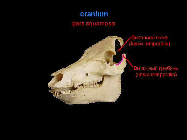 cranium pars squamosa Височная ямка (fossa temporalis) Височный гребень (crista temporalis) 