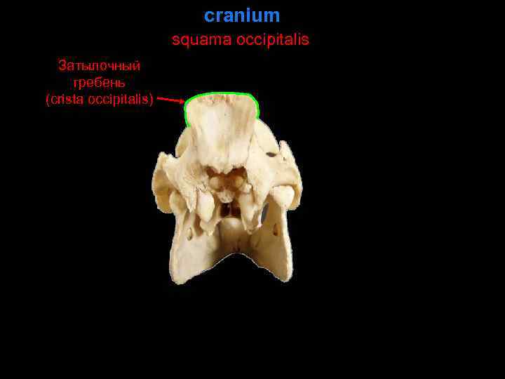 cranium squama occipitalis Затылочный гребень (crista occipitalis) 