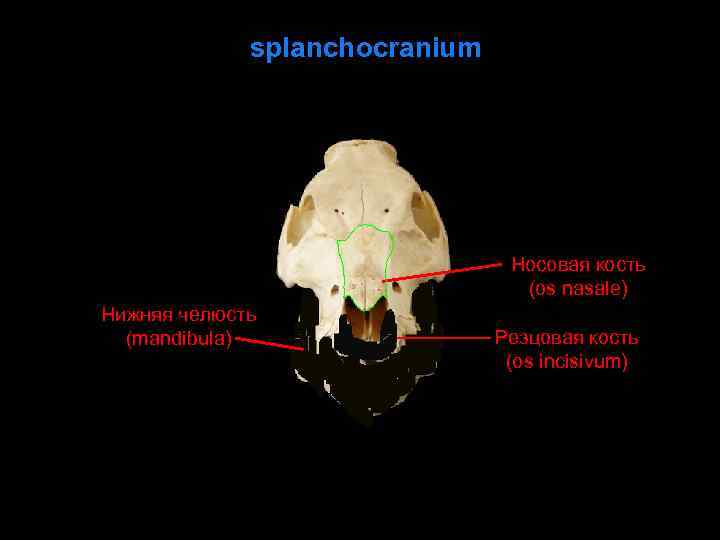 splanchocranium Носовая кость (os nasale) Нижняя челюсть (mandibula) Резцовая кость (os incisivum) 