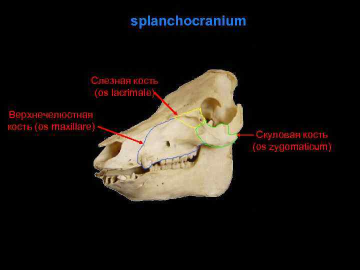 splanchocranium Слезная кость (os lacrimale) Верхнечелюстная кость (os maxillare) Скуловая кость (os zygomaticum) 