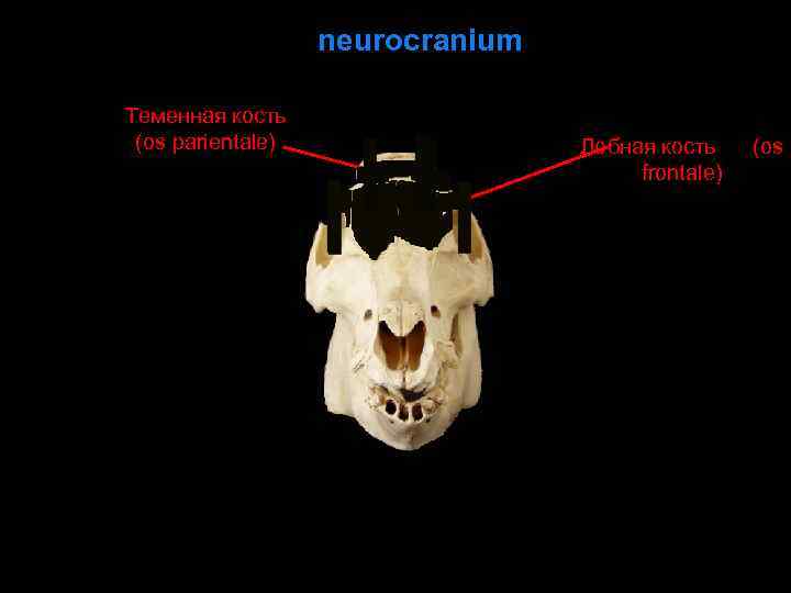 Теменная кость черепа фото