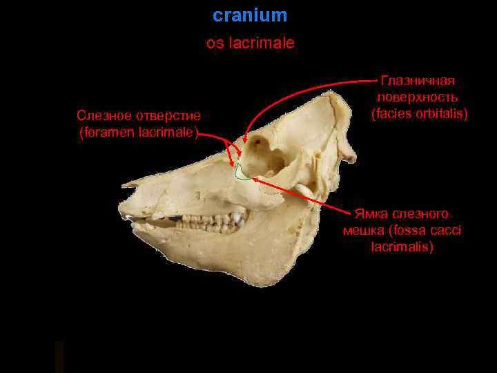 cranium os lacrimale Слезное отверстие (foramen lacrimale) Глазничная поверхность (facies orbitalis) Ямка слезного мешка