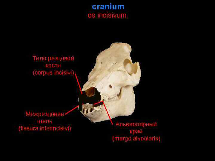 cranium os incisivum Тело резцовой кости (corpus incisivi) Межрезцовая щель (fissura interincisivi) Альвеолярный край