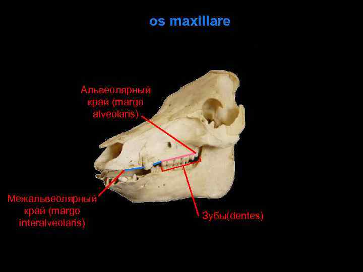 os maxillare Альвеолярный край (margo alveolaris) Межальвеолярный край (margo interalveolaris) Зубы(dentes) 