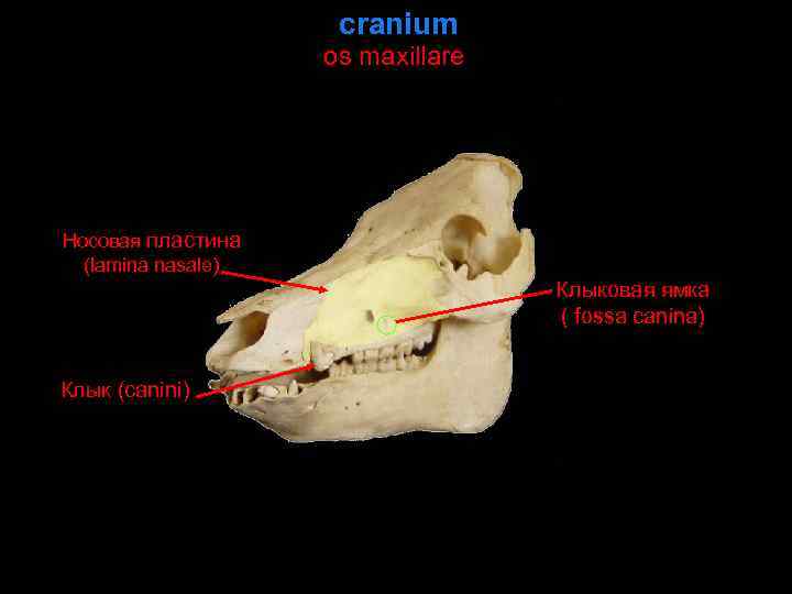 cranium os maxillare Носовая пластина (lamina nasale) Клыковая ямка ( fossa canina) Клык (canini)