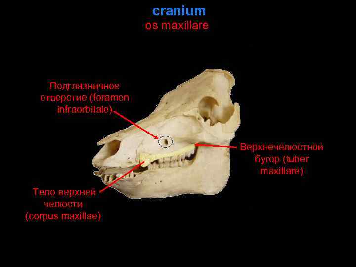 cranium os maxillare Подглазничное отверстие (foramen infraorbitale) Верхнечелюстной бугор (tuber maxillare) Тело верхней челюсти