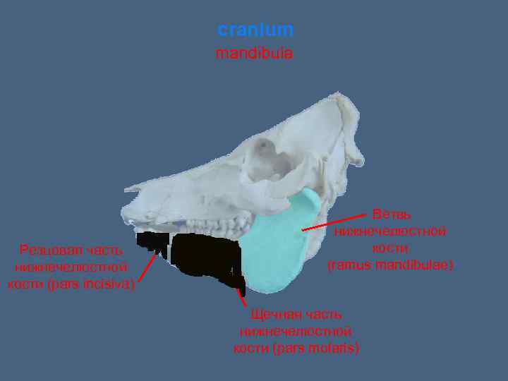 cranium mandibula Резцовая часть нижнечелюстной кости (pars incisiva) Ветвь нижнечелюстной кости (ramus mandibulae) Щечная