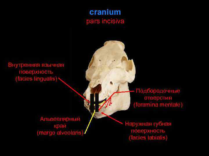 Теменная кость черепа фото