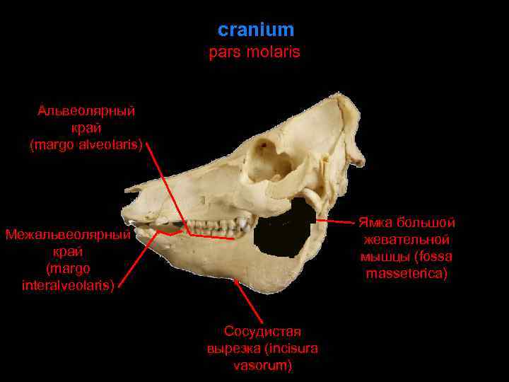 cranium pars molaris Альвеолярный край (margo alveolaris) Ямка большой жевательной мышцы (fossa masseterica) Межальвеолярный