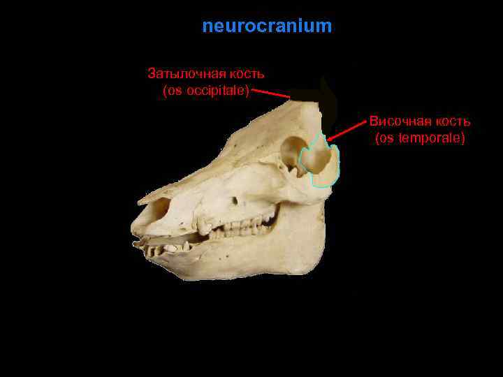 neurocranium Затылочная кость (os occipitale) Височная кость (os temporale) 