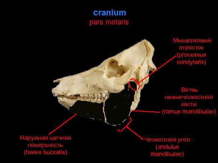 cranium pars molaris Мыщелковый отросток (processus condylaris) Ветвь нижнечелюстной кости (ramus mandibulae) Наружная щечная