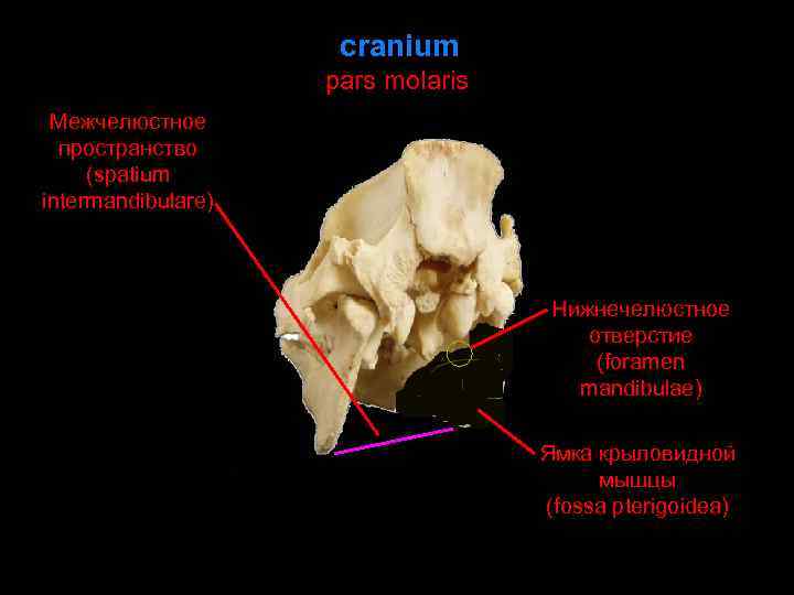 cranium pars molaris Межчелюстное пространство (spatium intermandibulare) Нижнечелюстное отверстие (foramen mandibulae) Ямка крыловидной мышцы