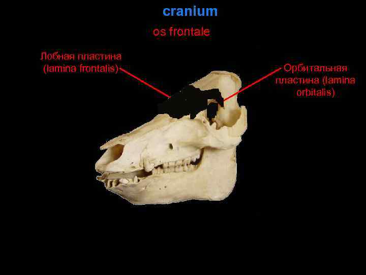 Орбитальная кость