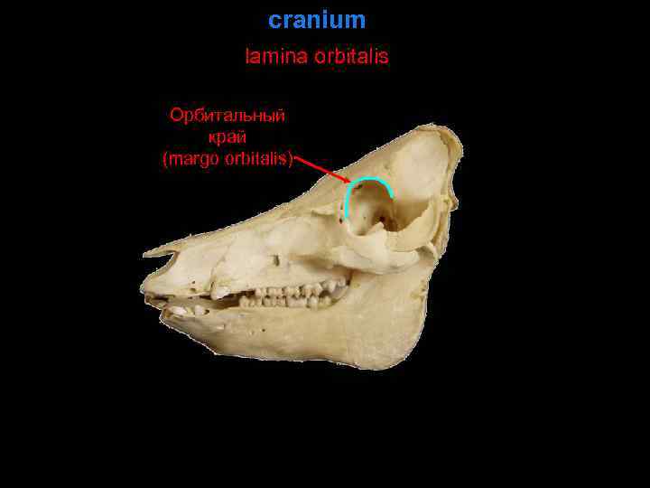 cranium lamina orbitalis Орбитальный край (margo orbitalis) 