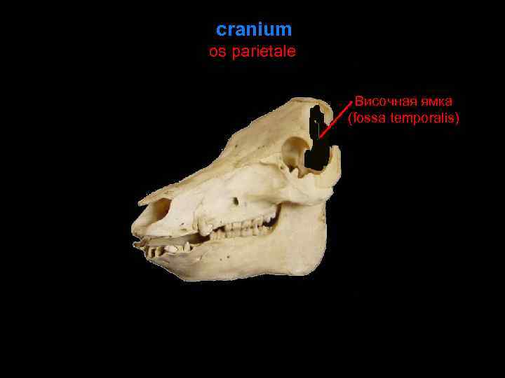 cranium os parietale Височная ямка (fossa temporalis) 