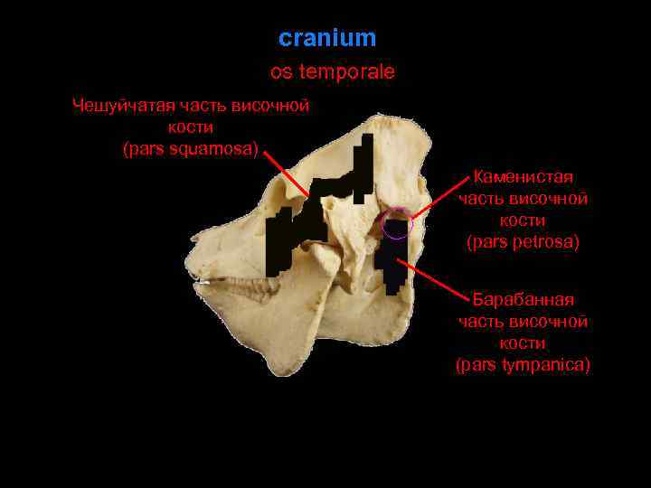 Теменная кость черепа фото