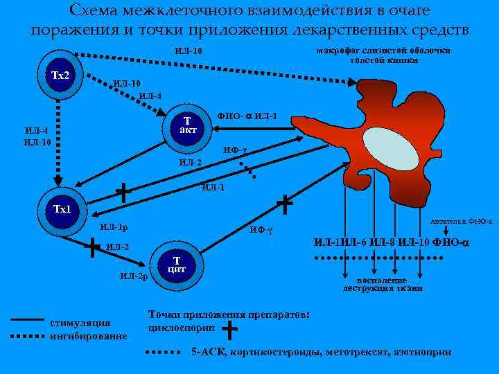 Схема межклеточного взаимодействия в очаге поражения и точки приложения лекарственных средств макрофаг слизистой оболочки