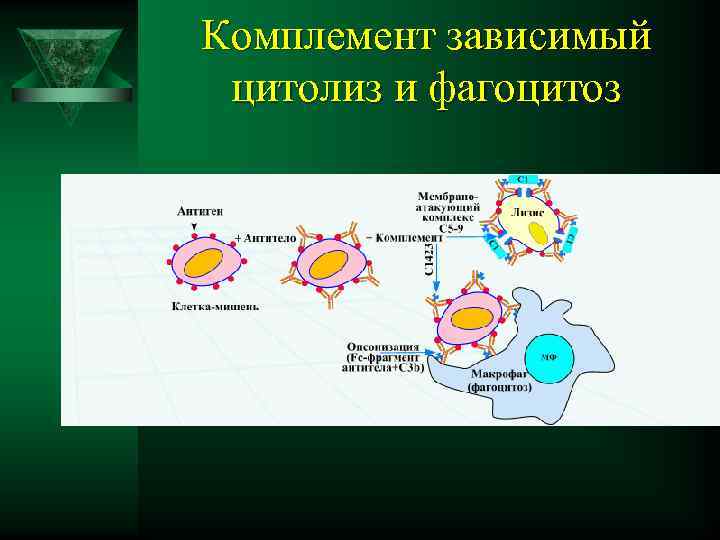 Комплемент зависимый цитолиз и фагоцитоз 