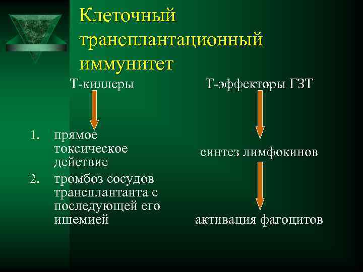 Трансплантационный иммунитет иммунология презентация