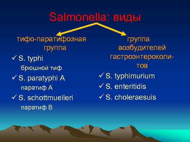 Salmonella: виды тифо-паратифозная группа ü S. typhi брюшной тиф ü S. paratyphi A паратиф