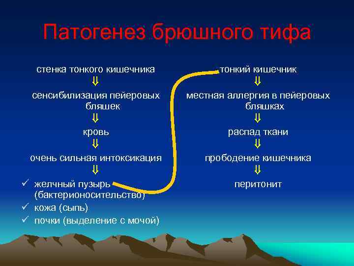 Патогенез брюшного тифа стенка тонкого кишечника сенсибилизация пейеровых бляшек кровь очень сильная интоксикация ü