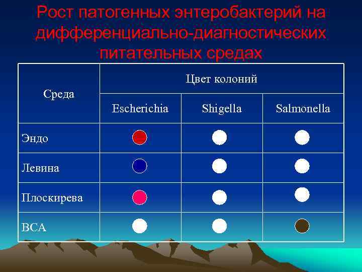 Рост патогенных энтеробактерий на дифференциально-диагностических питательных средах Цвет колоний Среда Escherichia Эндо Левина Плоскирева