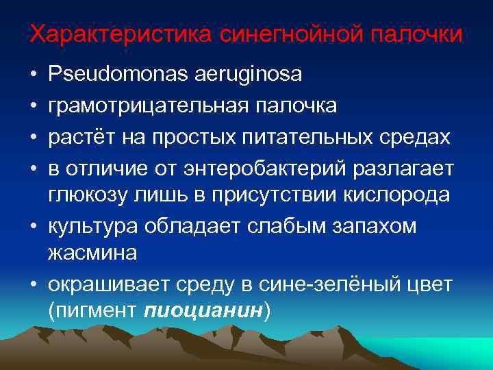 Характеристика синегнойной палочки • • Pseudomonas aeruginosa грамотрицательная палочка растёт на простых питательных средах