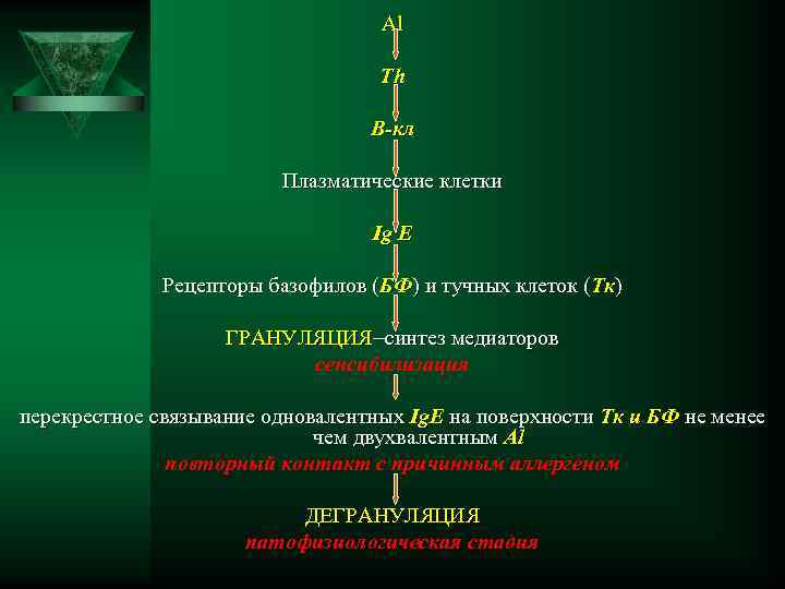 Al Th B-кл Плазматические клетки Ig E Рецепторы базофилов (БФ) и тучных клеток (Тк)