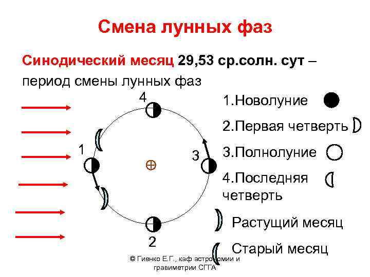 Смена лунных фаз Синодический месяц 29, 53 ср. солн. сут – период смены лунных