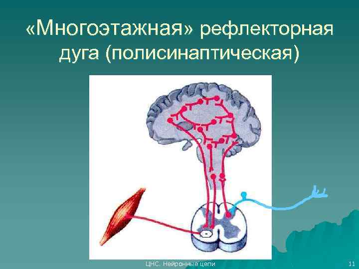  «Многоэтажная» рефлекторная дуга (полисинаптическая) ЦНС. Нейронные цепи 11 
