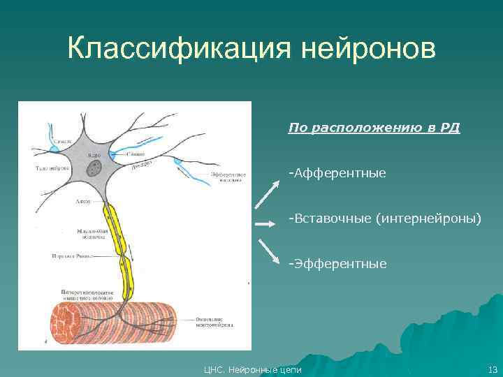 Вставочный нейрон цнс