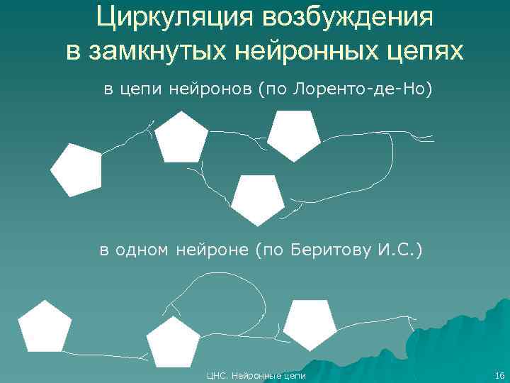 Циркуляция возбуждения в замкнутых нейронных цепях в цепи нейронов (по Лоренто-де-Но) в одном нейроне