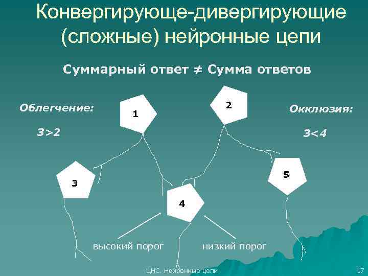 Конвергирующе-дивергирующие (сложные) нейронные цепи Суммарный ответ ≠ Сумма ответов Облегчение: 2 1 Окклюзия: 3>2