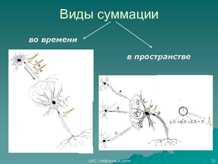 Виды суммации во времени в пространстве ЦНС. Нейронные цепи 21 