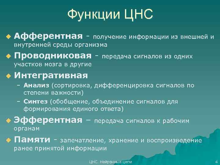 Функции ЦНС u Афферентная - u Проводниковая - получение информации из внешней и внутренней