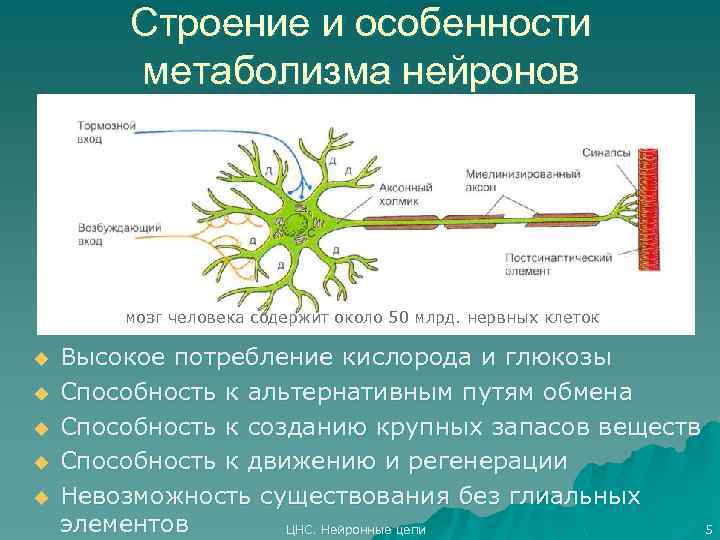 Особенности строения нервных клеток. Нейроны головного мозга строение. Строение нейрона. Строение нервной клетки мозга. Особенности строения нейрона.