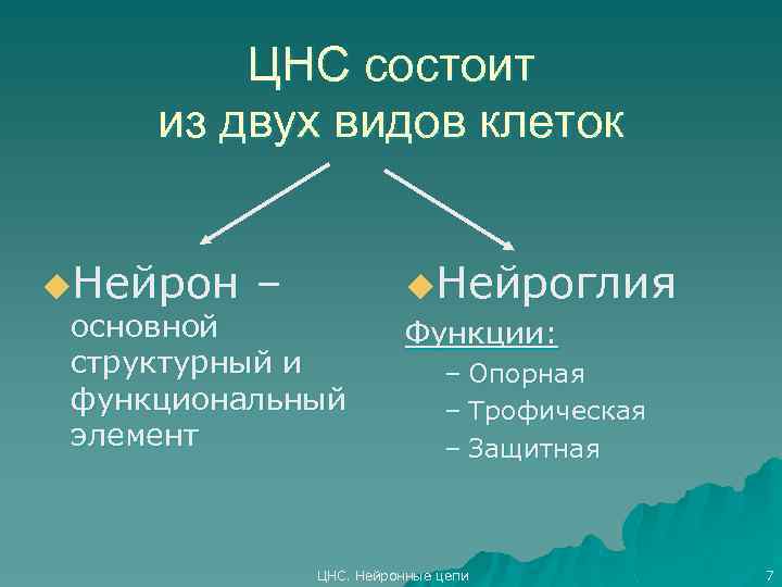 ЦНС состоит из двух видов клеток u. Нейрон – основной структурный и функциональный элемент