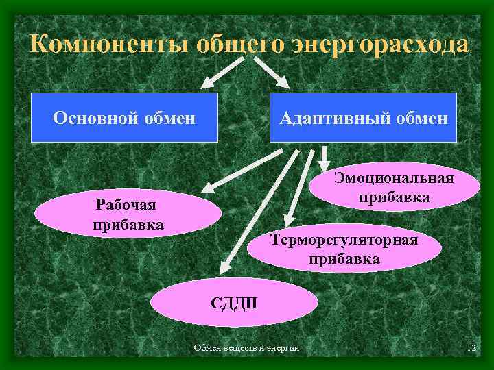 В основе обмена веществ лежит