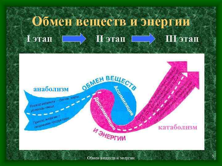 Обмен веществ и энергии I этап III этап анаболизм катаболизм Катаболизм Обмен веществ и