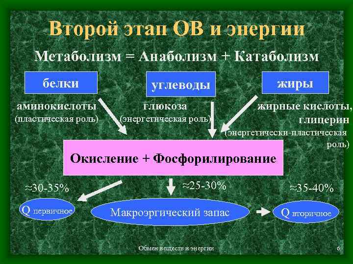 Обмен веществ физкультура