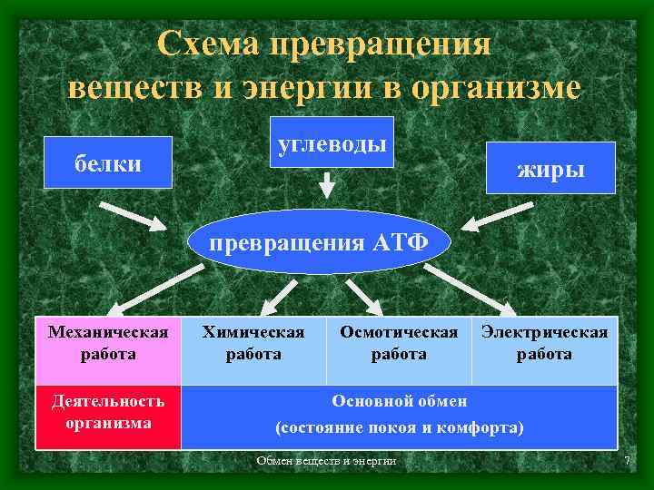 Схема превращения веществ и энергии в организме белки углеводы жиры превращения АТФ Механическая работа